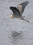 Great Blue Heron 4285